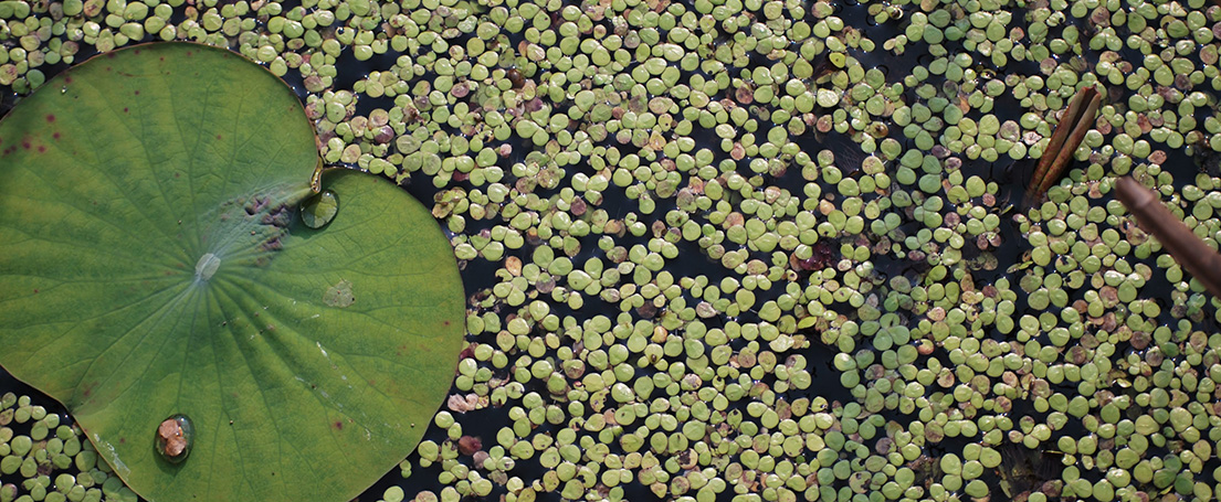 lotus leaf